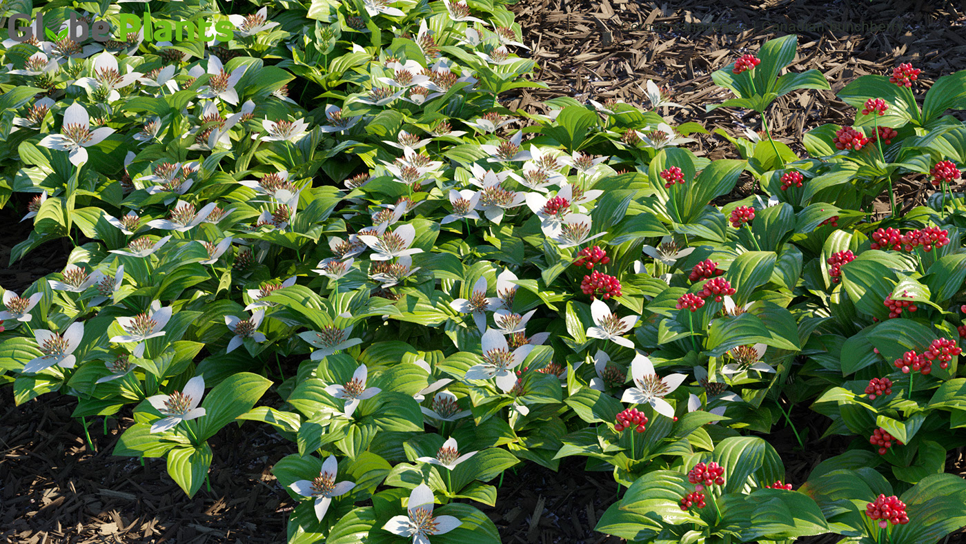 Дерен канадский Дерен канадский