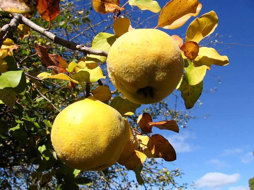 Айва яблоковидная