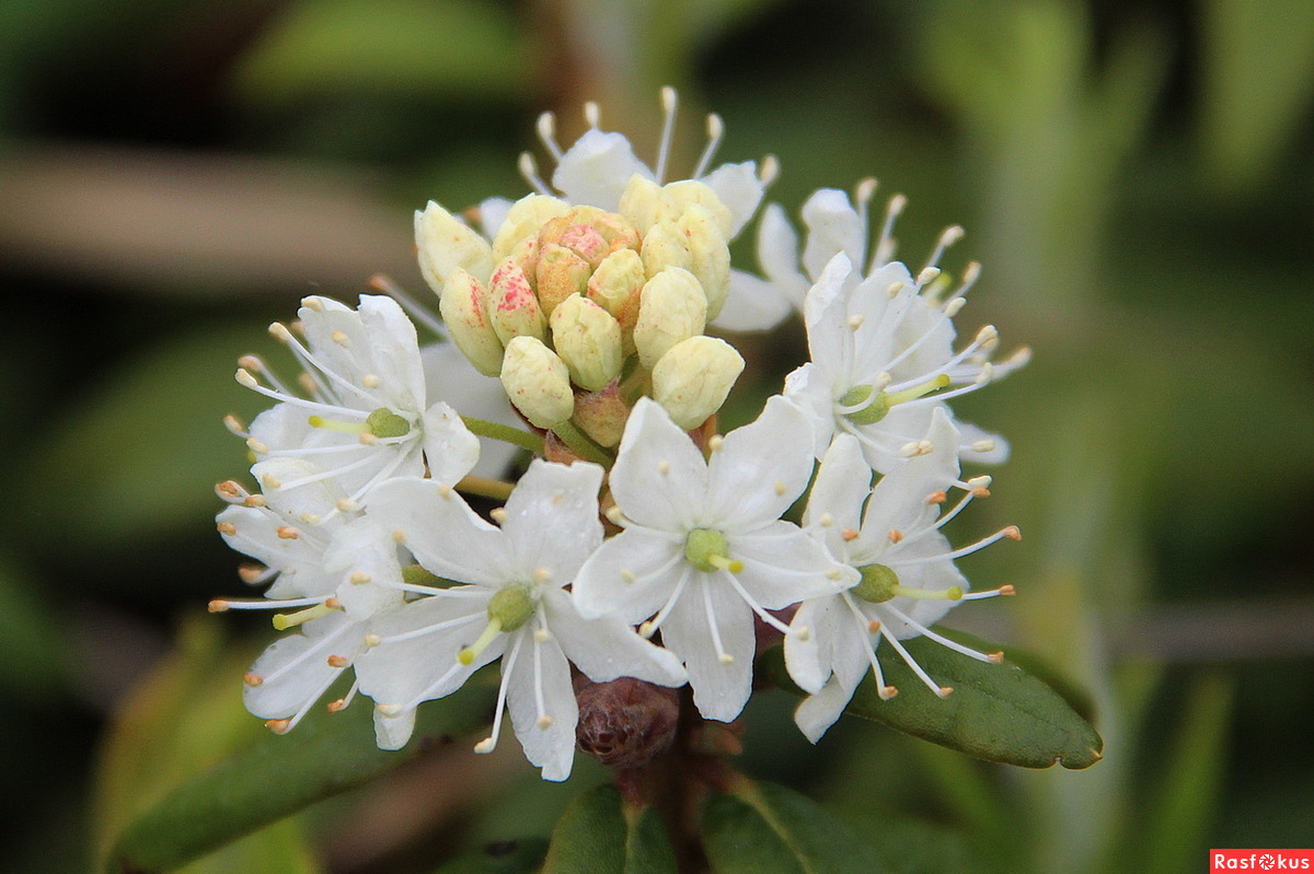 Багульник подбел