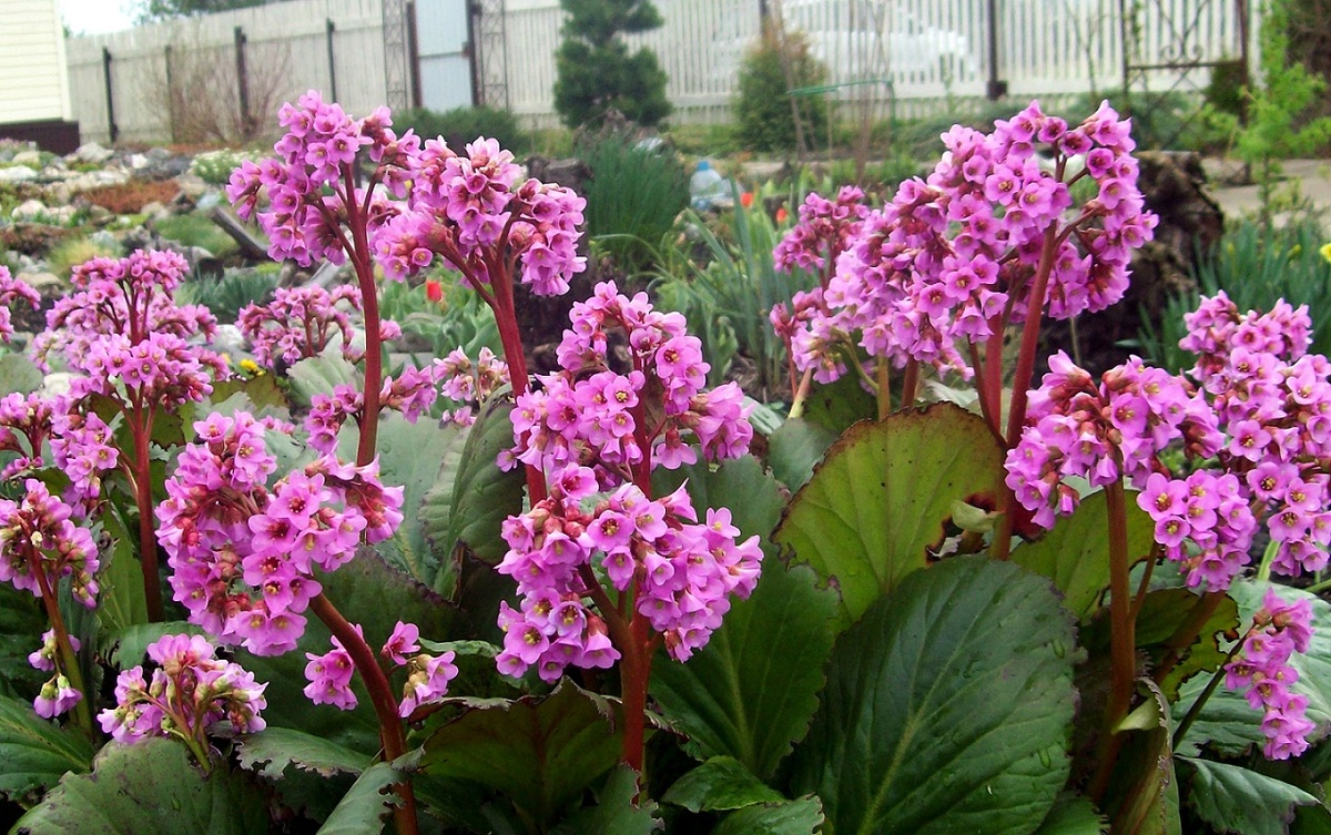 Бадан толстолистный