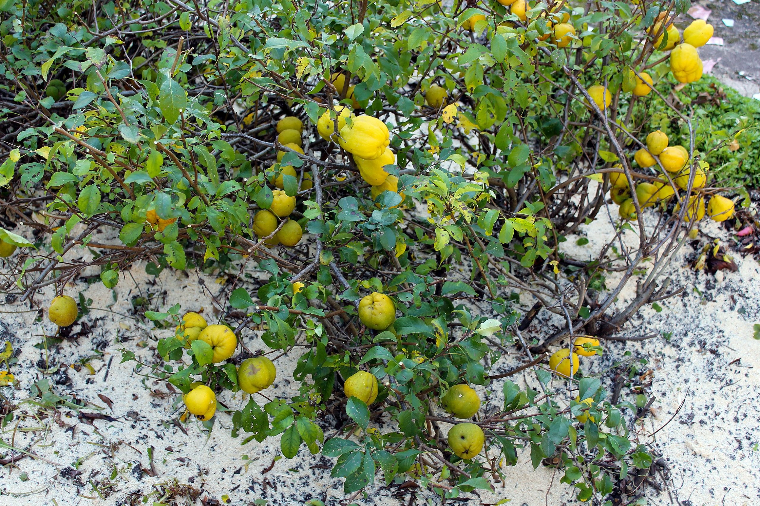 Айва грушевидная