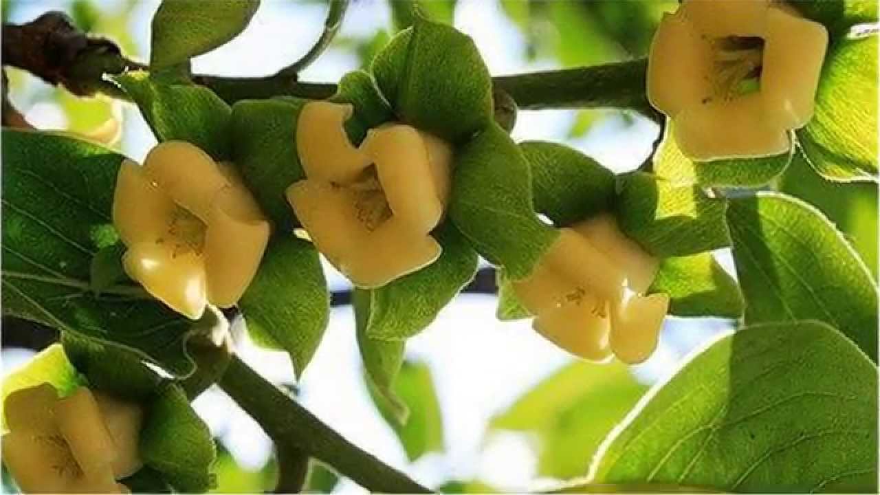 Хурма