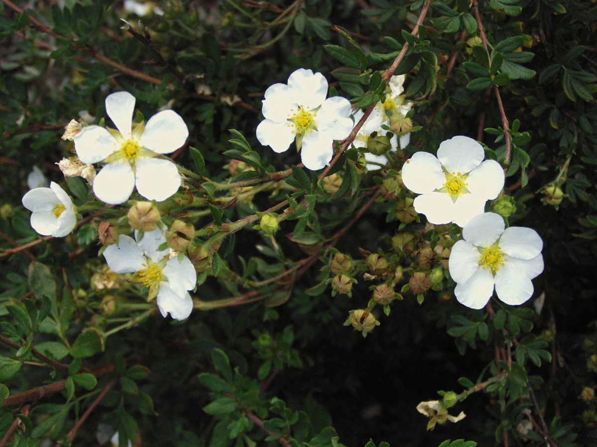 Лапчатка белая