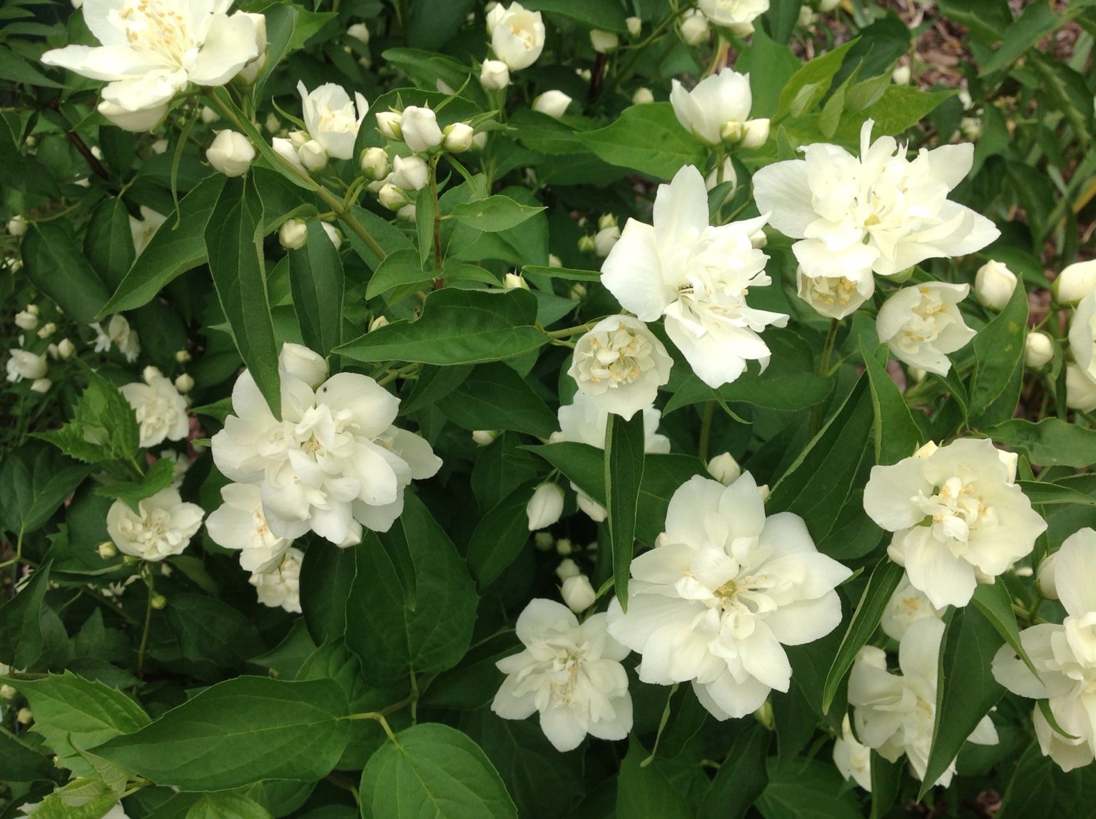 Жасмин карликовый