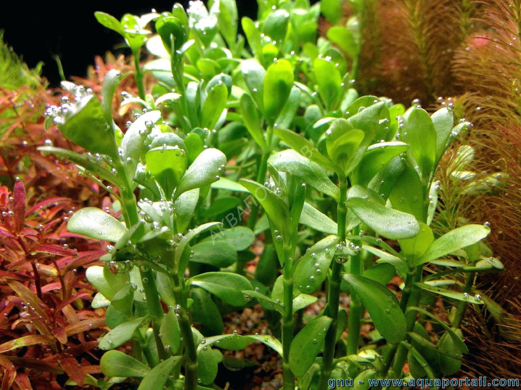 Бакопа Монье