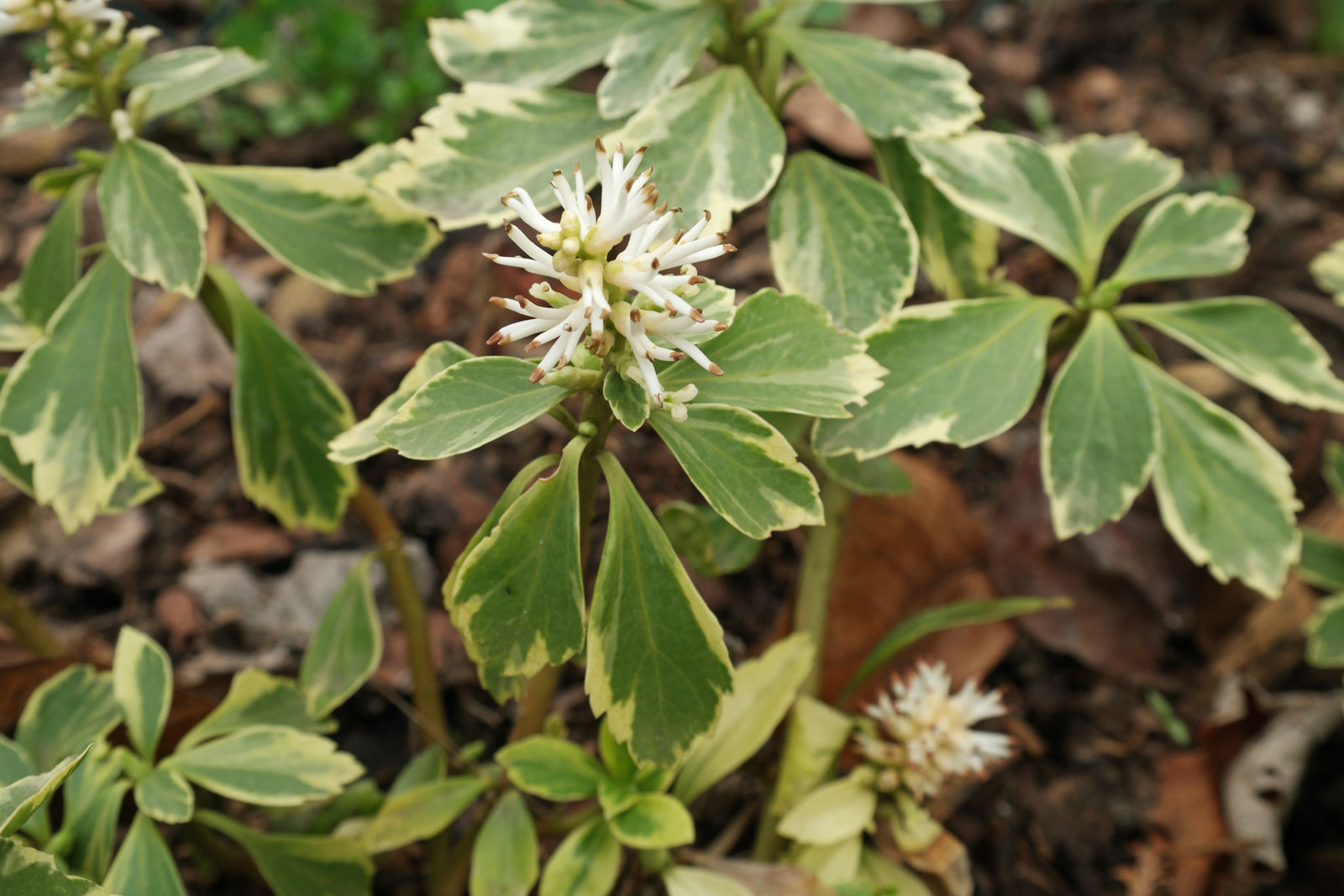 Пахизандра Пахизандра