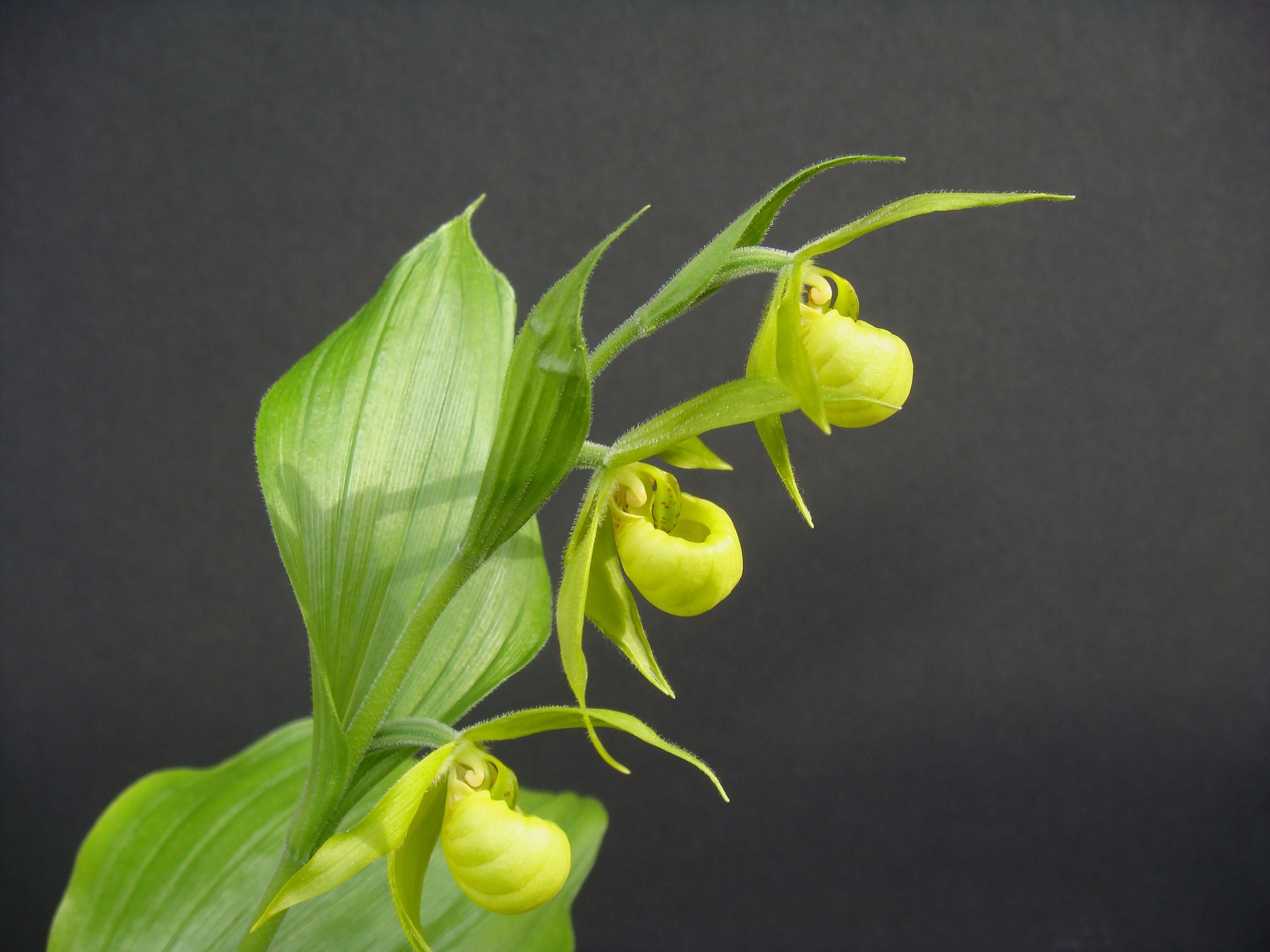 Башмачок Генри