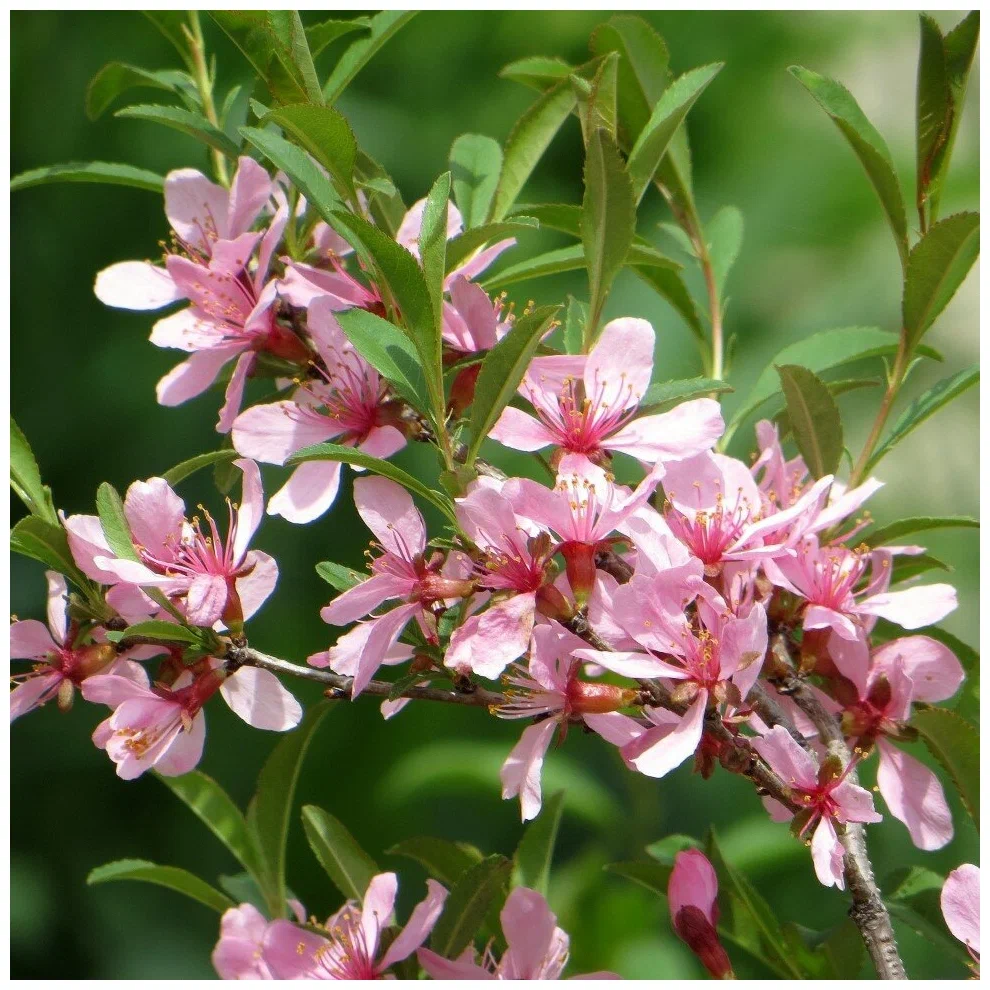 Дикий миндаль