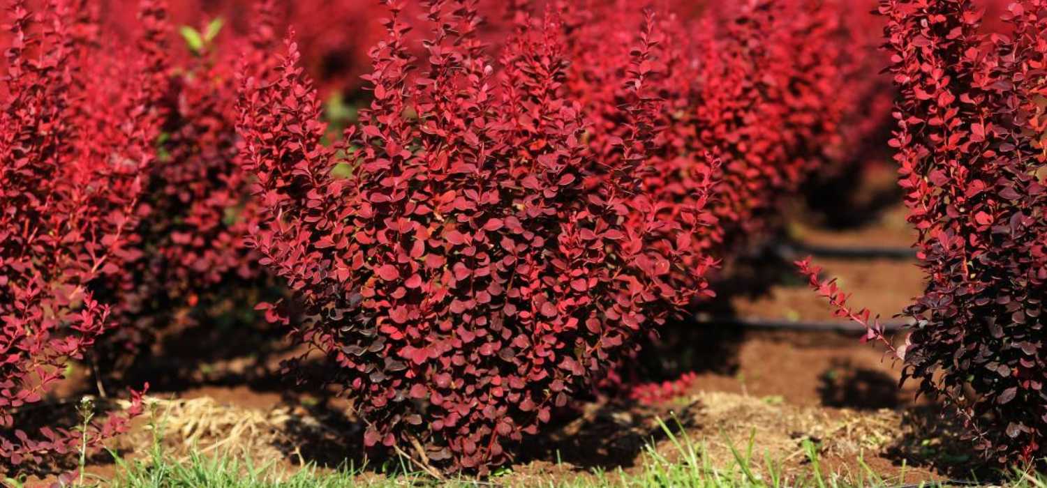 Барбарисовик Барбарисовик