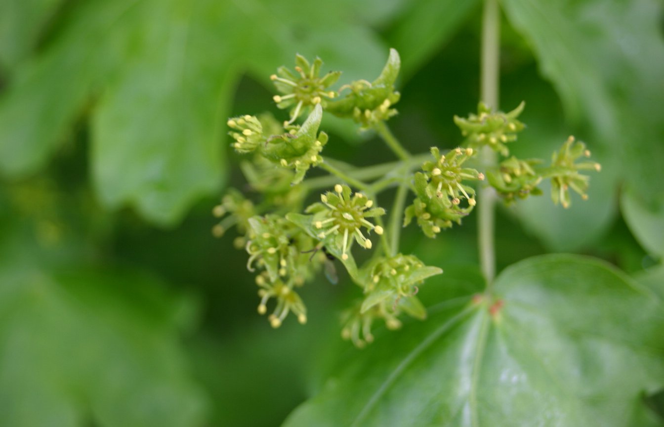 Клён полевой Клён полевой