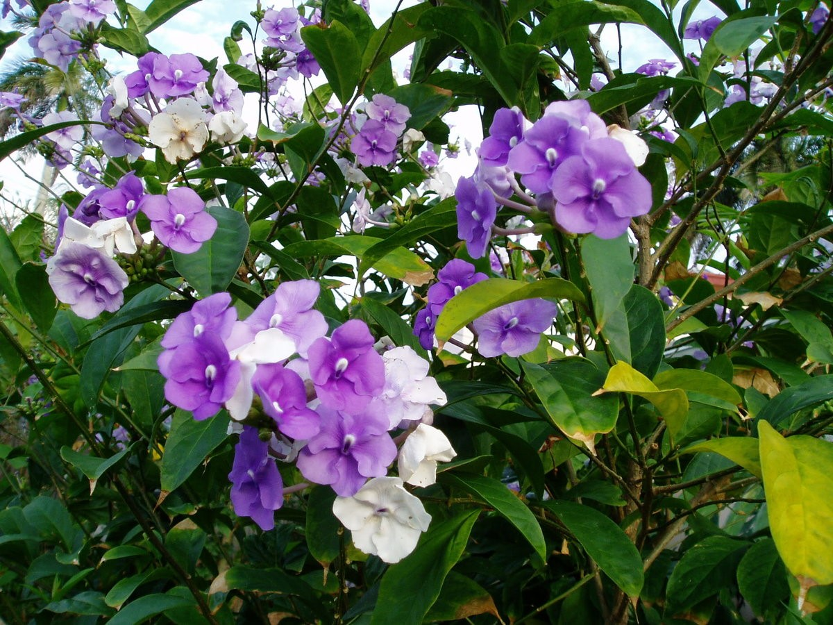 Брунфельсия