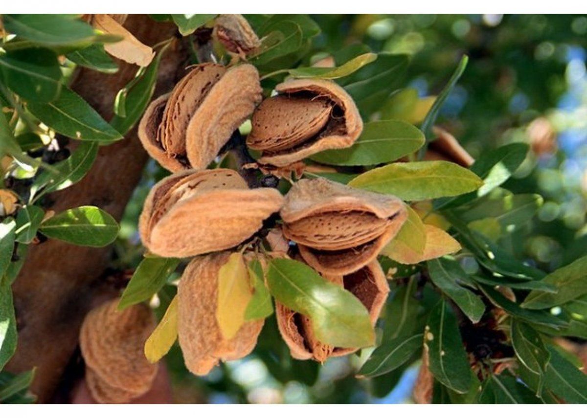 Миндаль обыкновенный Миндаль обыкновенный