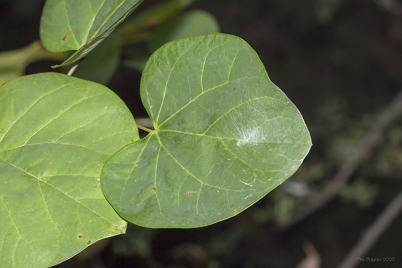 Багрянник Гриффита