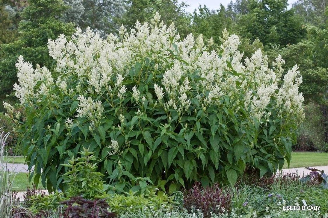 Горец Горец