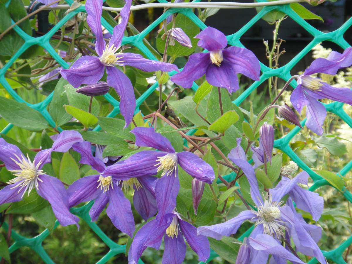 Ломонос сизый