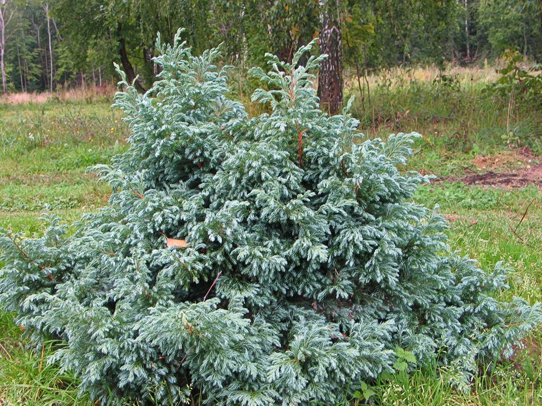 Кипарисовик горохоплодный