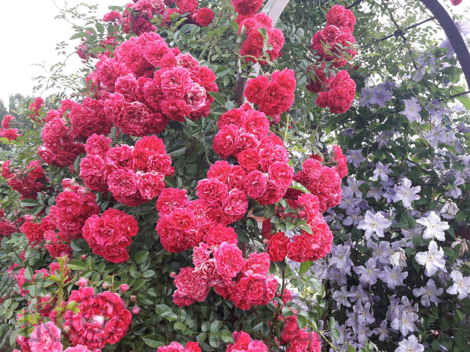 Роза плетистая Эксцельза