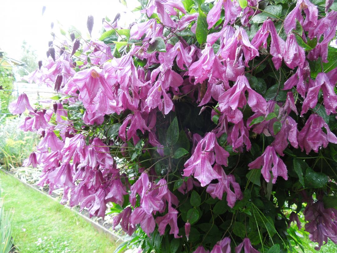 Клематис Интегрифолия