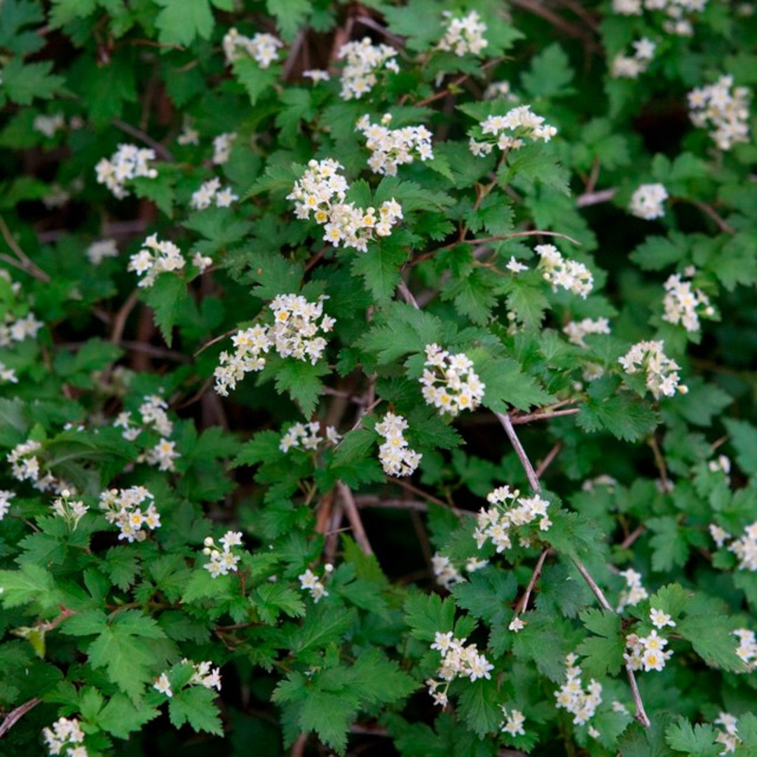 Стефанандра