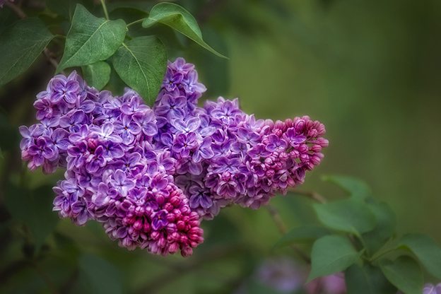 Сирень мохнатая Сирень мохнатая