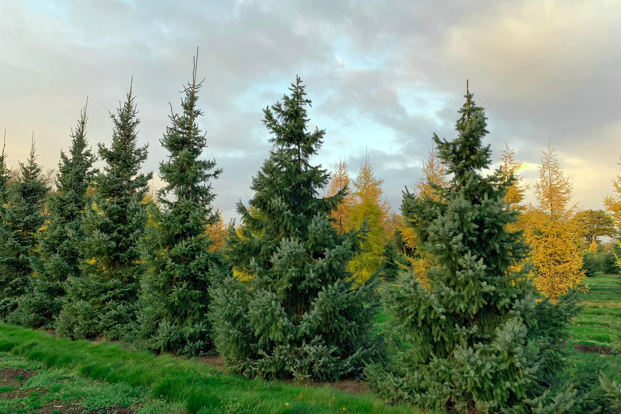 Ель сербская Ель сербская