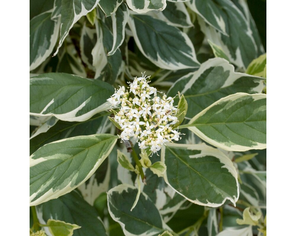 Дерен отпрысковый