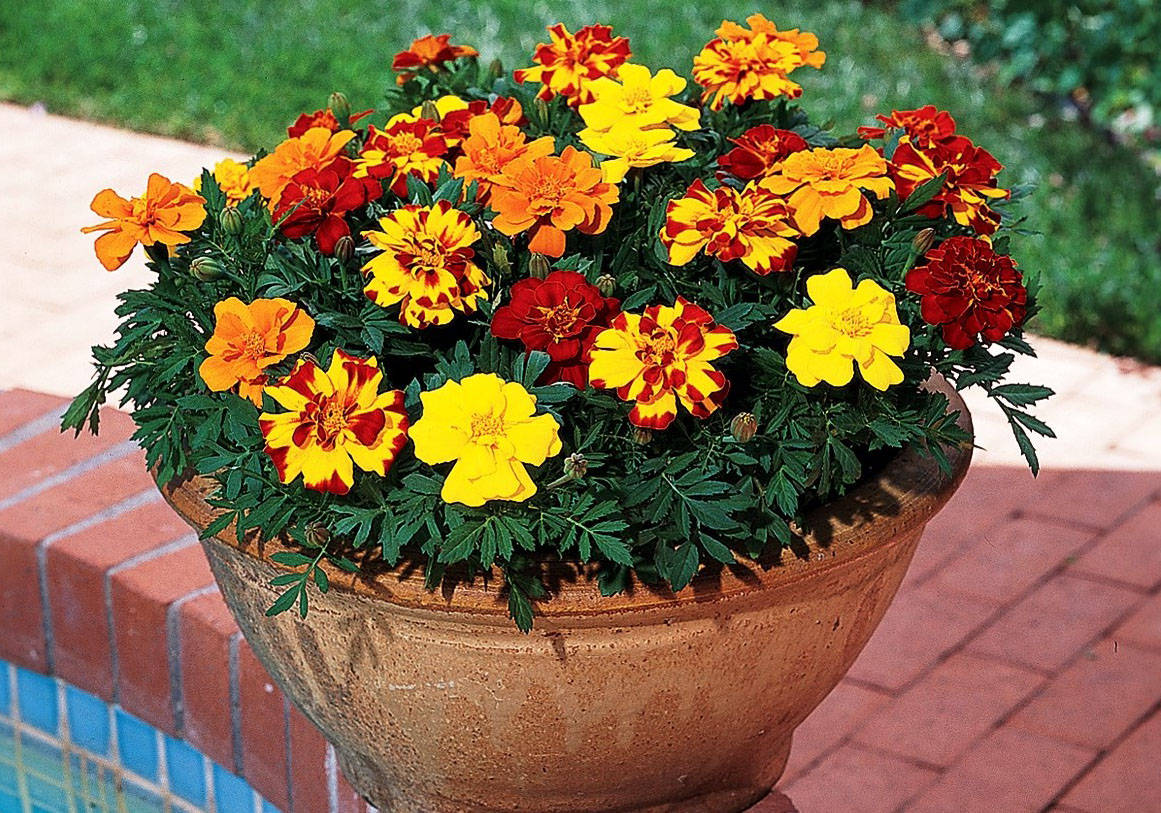 Бархатцевые Бархатцевые