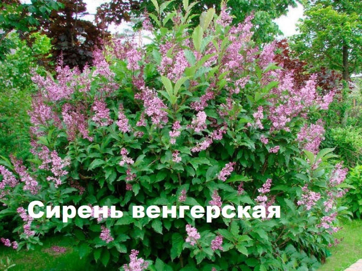 Сирень Вольфа Сирень Вольфа
