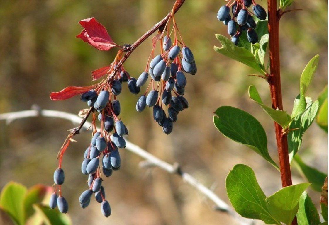 Барбарис продолговатый Барбарис продолговатый