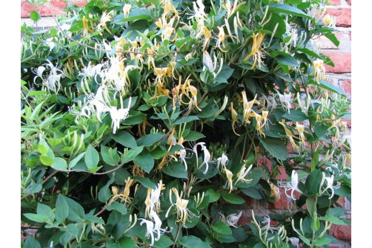 Жимолость каприфоль