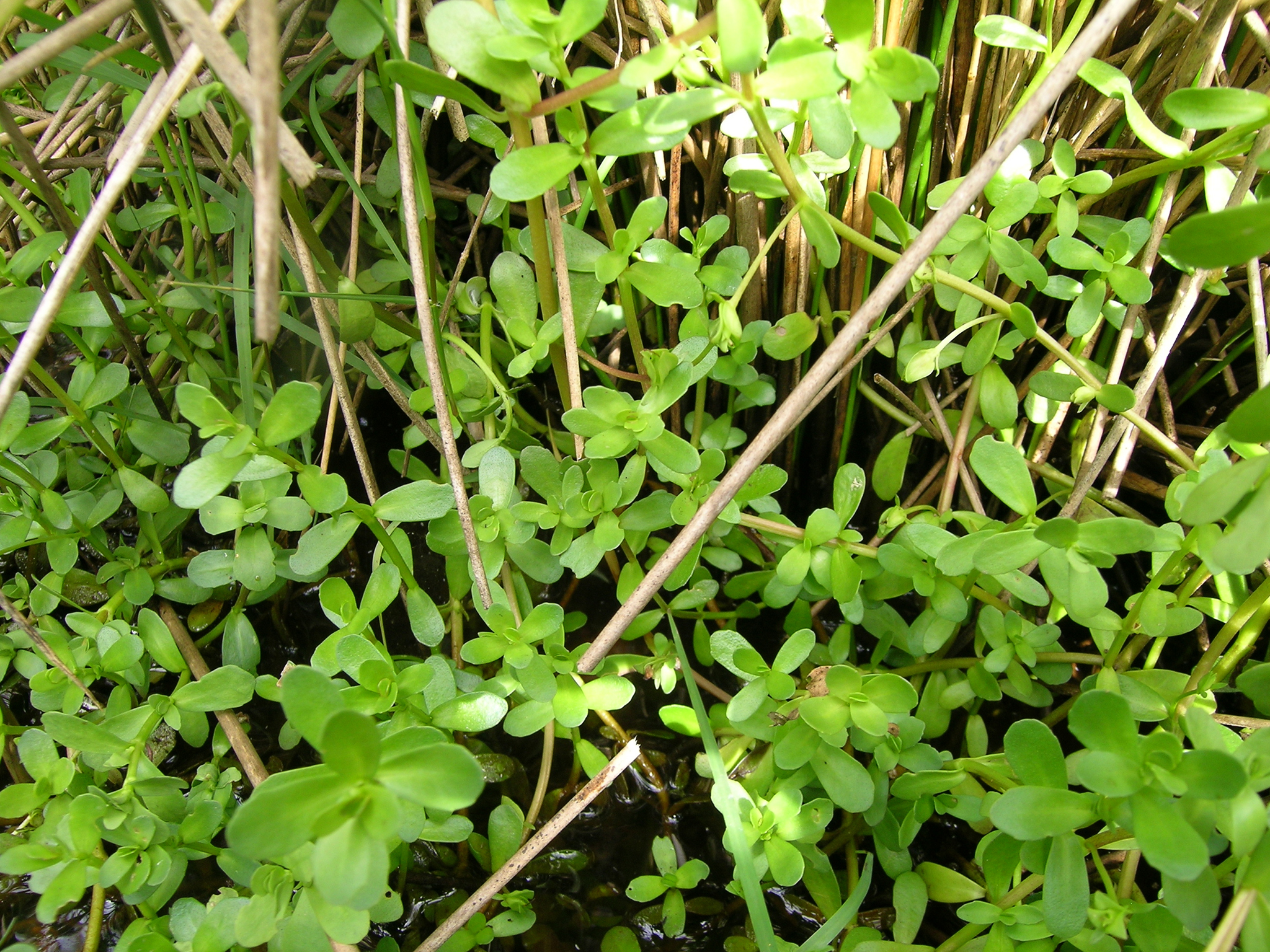 Бакопа Монье