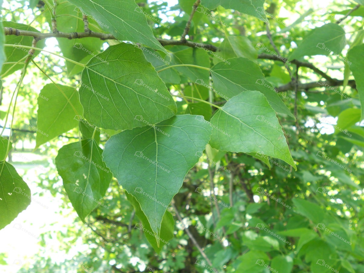 Тополь пирамидальный