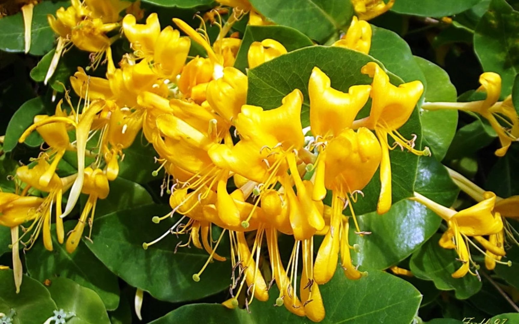 Жимолость золотистая