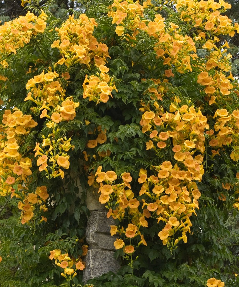 Кампсис Флава