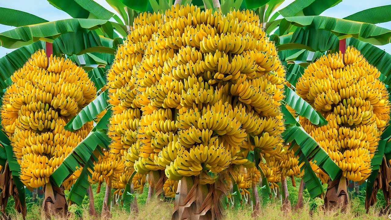 Банан райский Банан райский