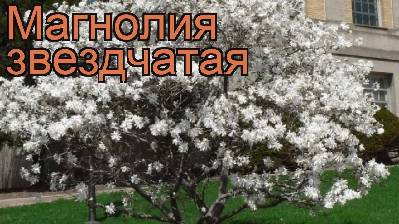 Магнолия звездчатая