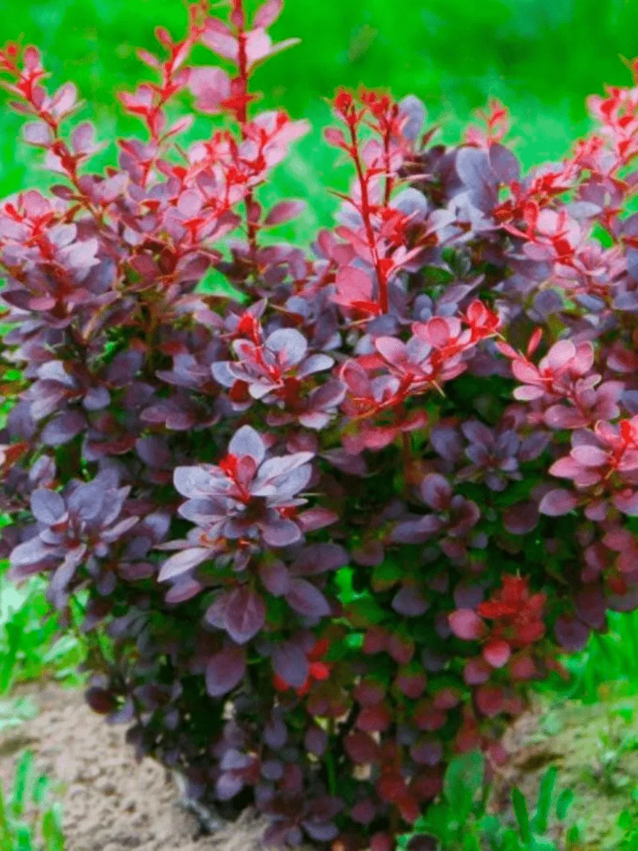 Барбарис падуболистный