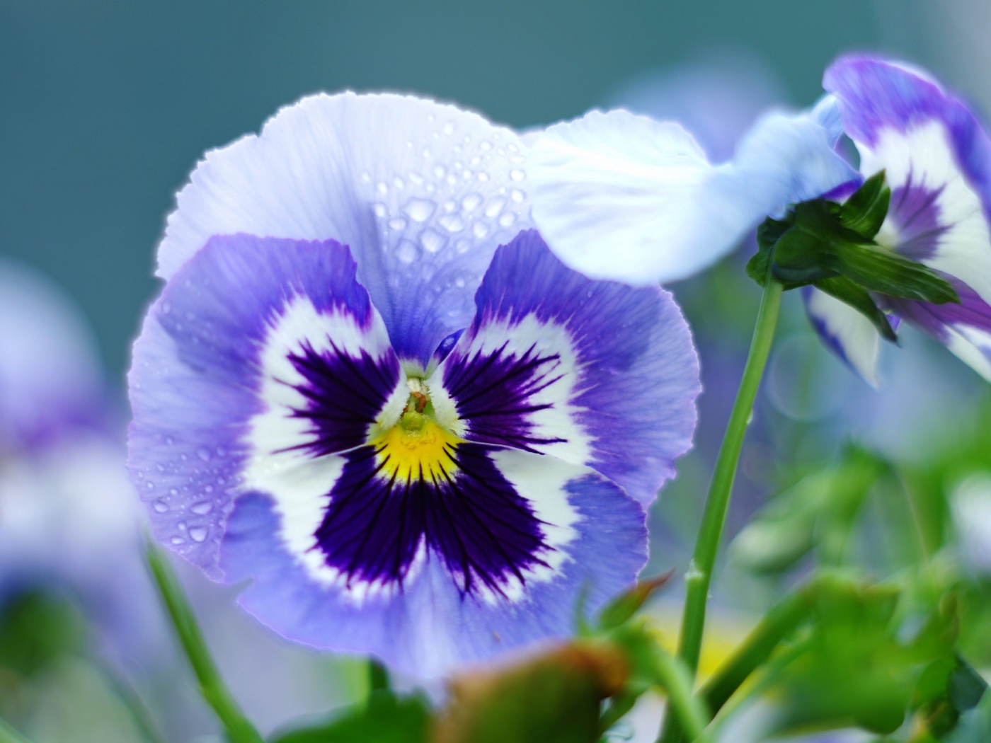 Анютины глазки Анютины глазки