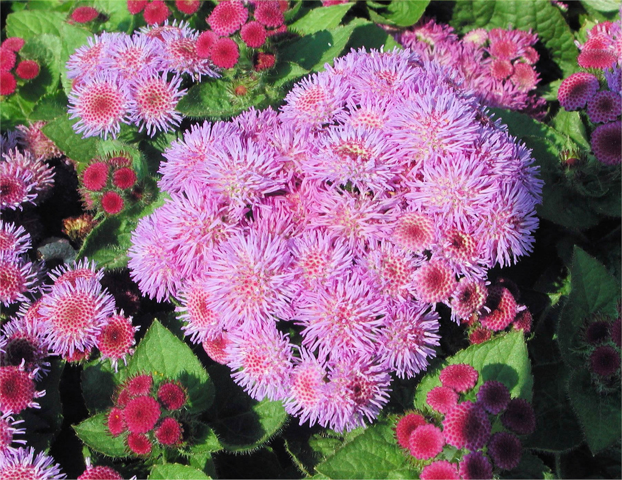 Агератум Агератум