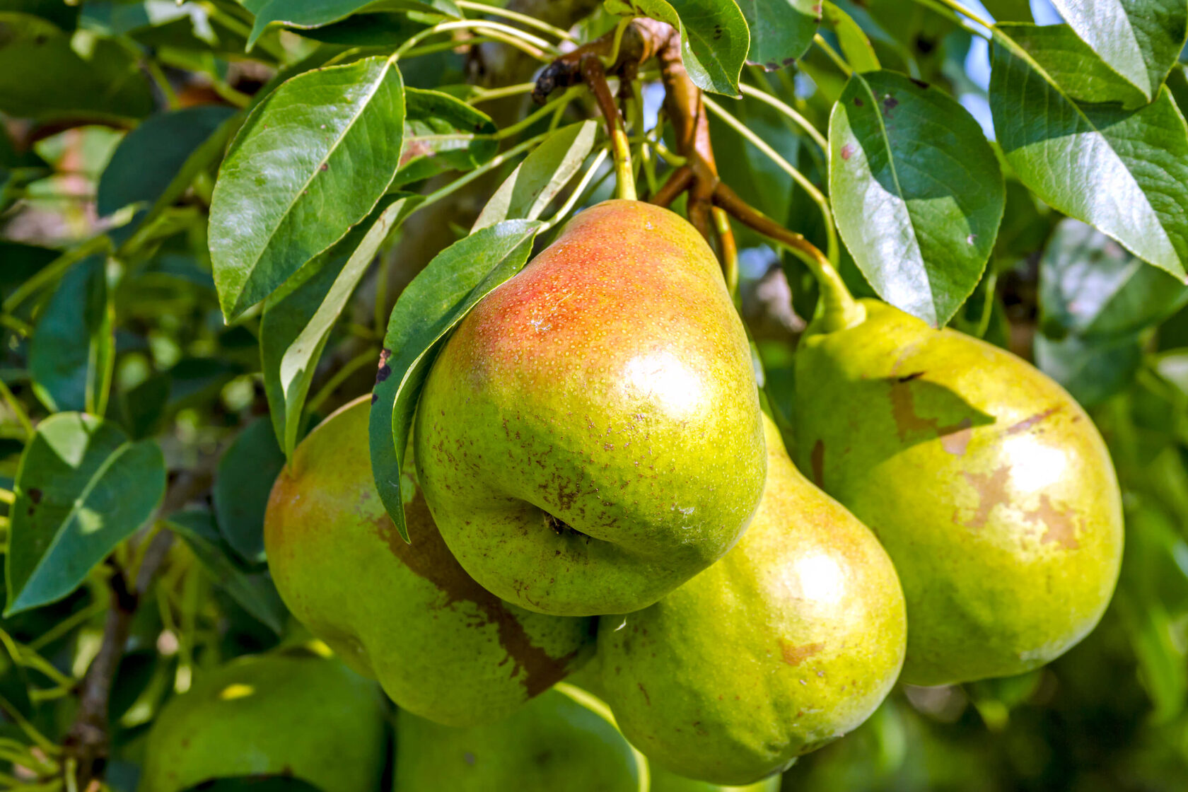 Груша обыкновенная