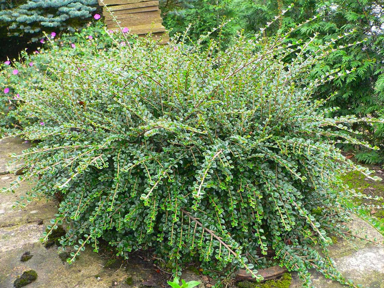 Кизильник Кизильник