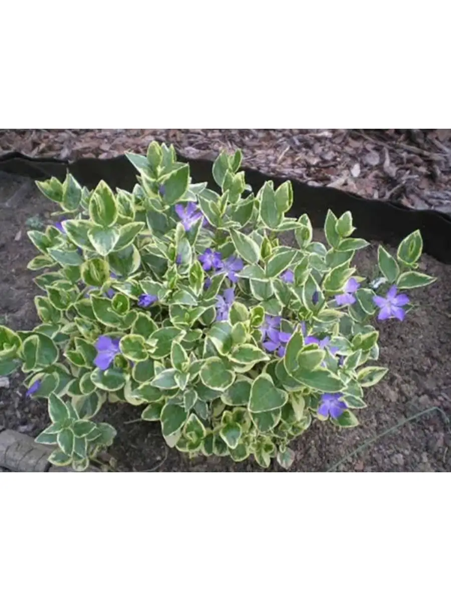 Барвинок большой