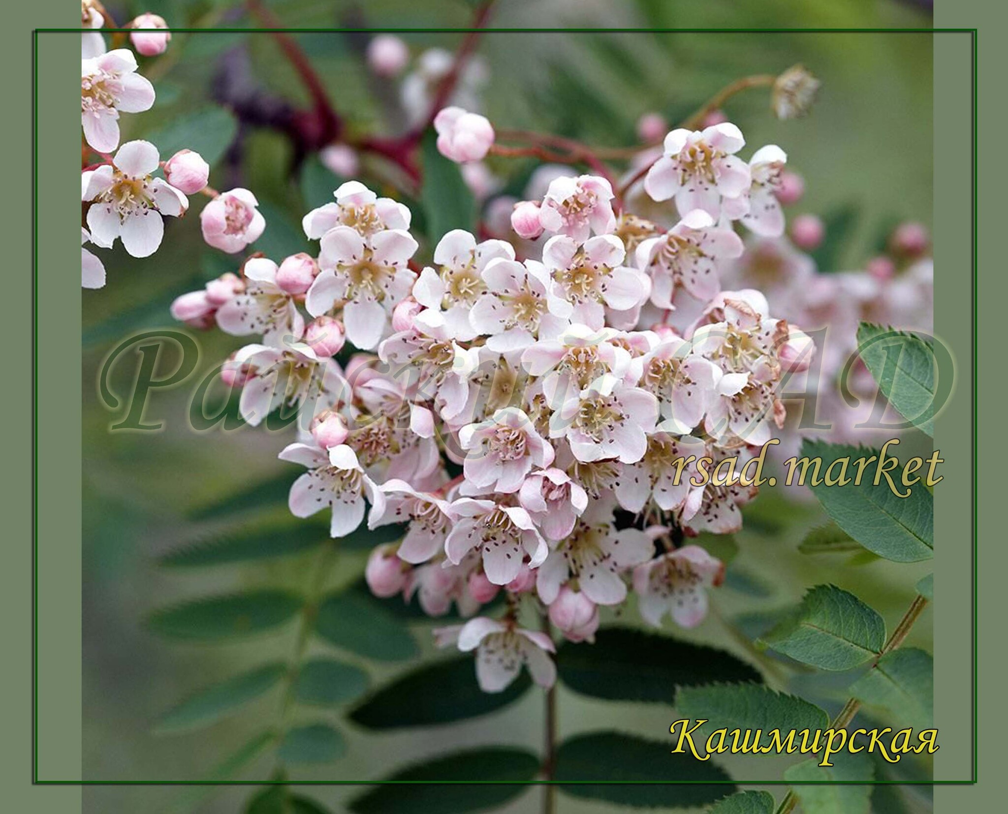 Рябина обыкновенная