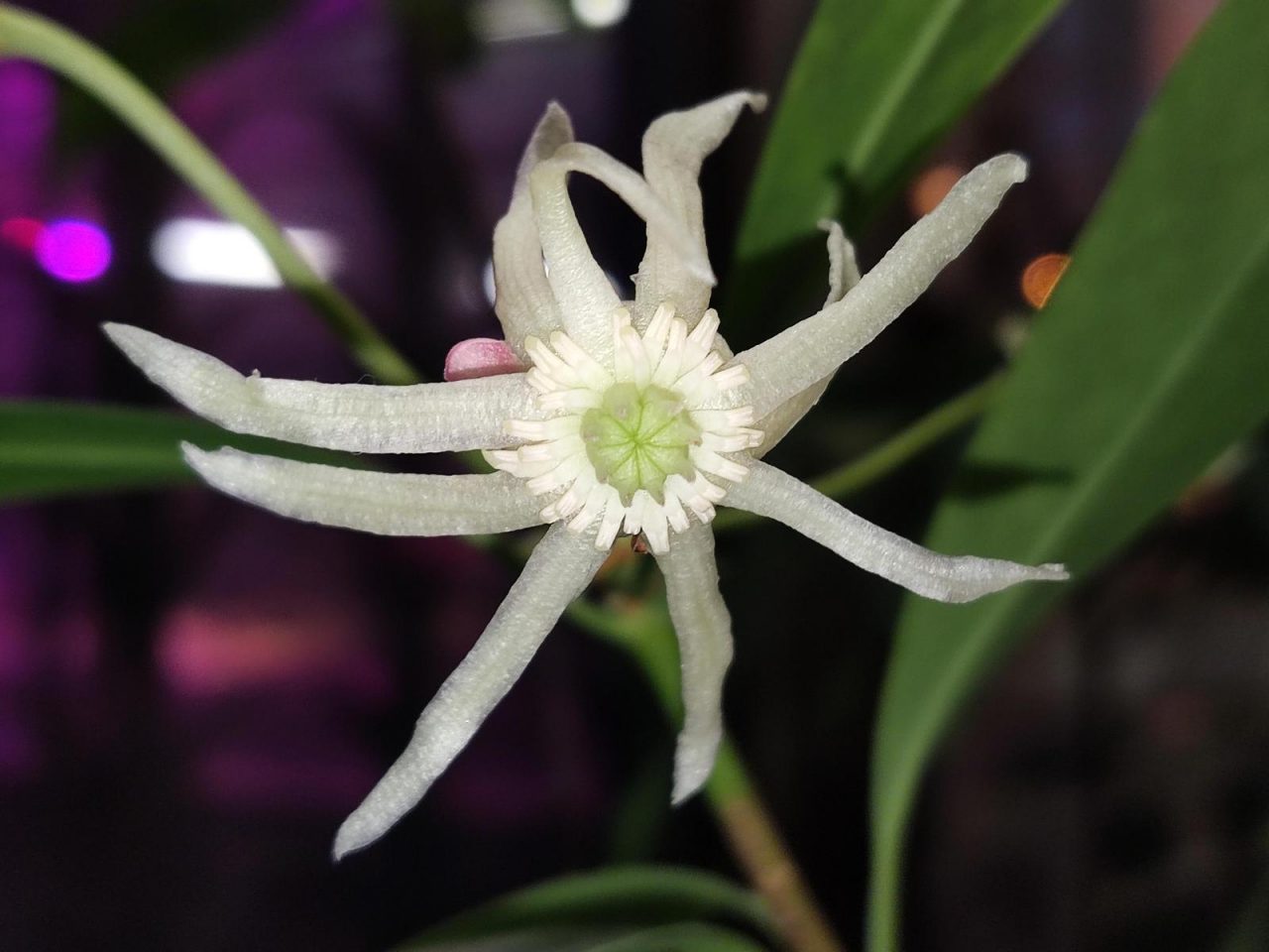 Бадьян настоящий