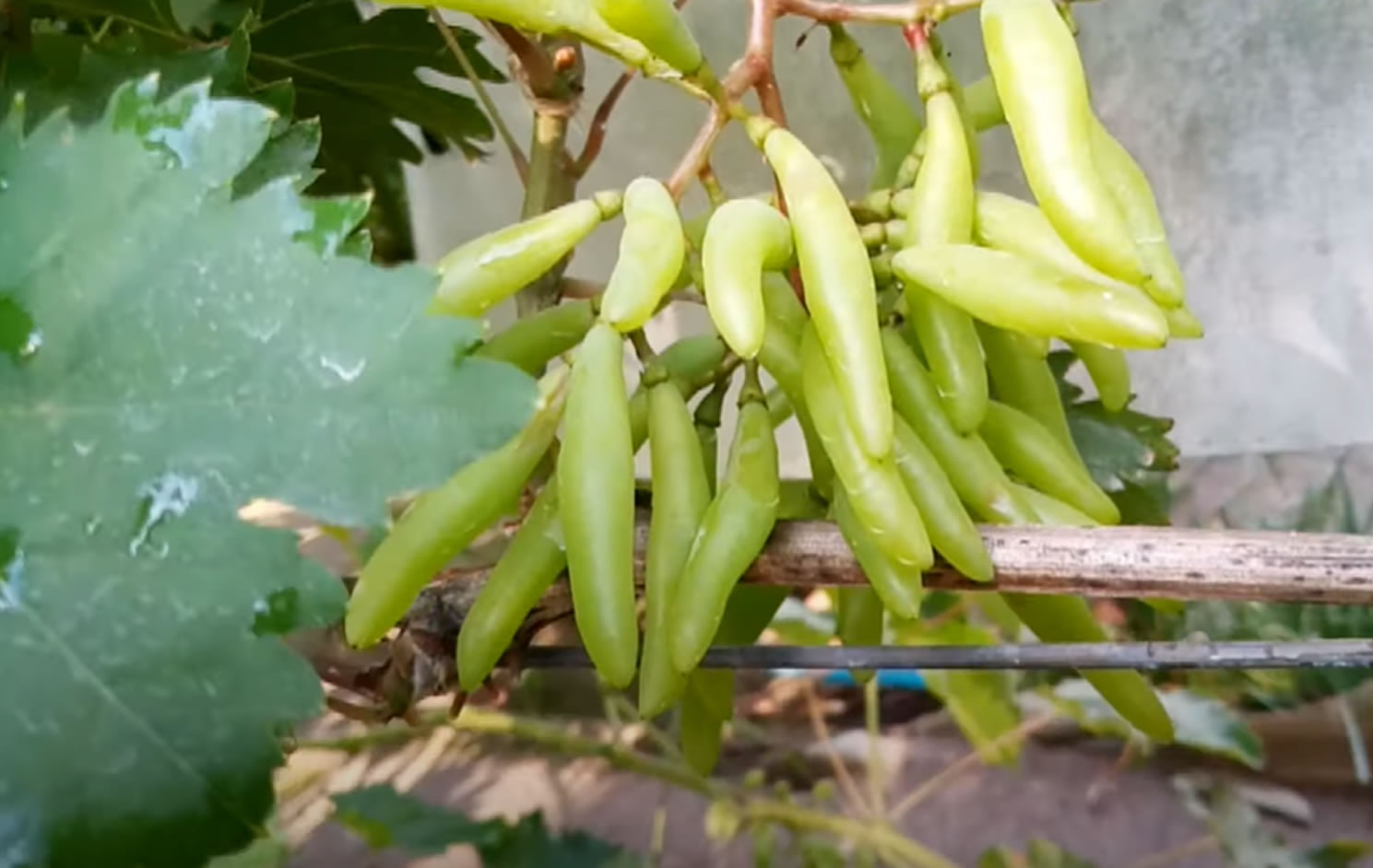 Виноград гималайский Виноград гималайский