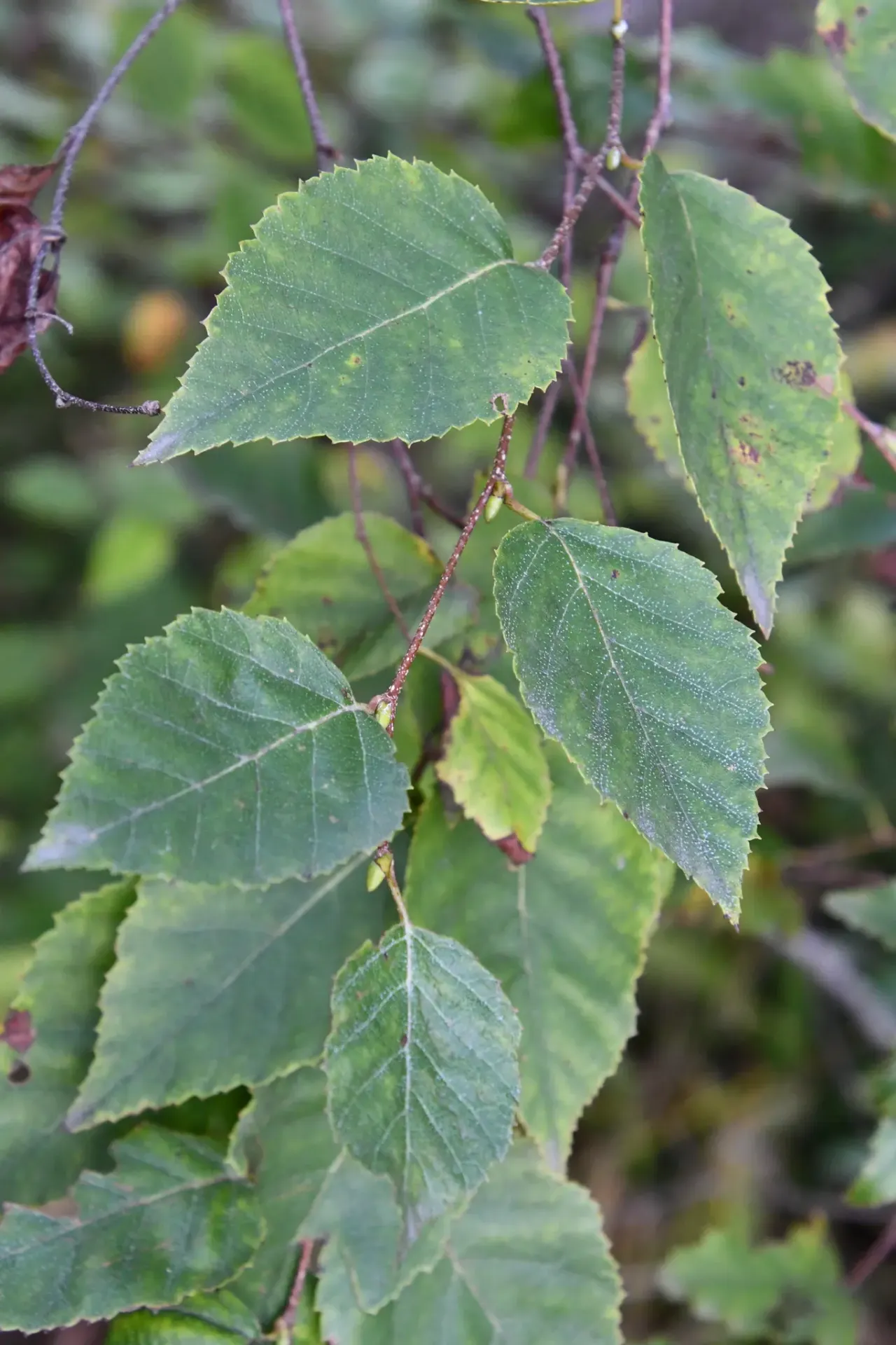 Береза даурская