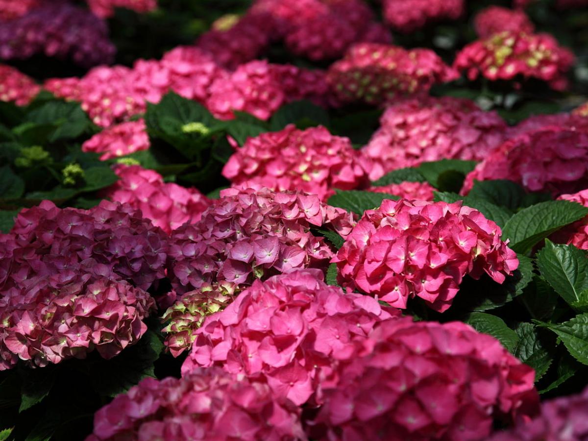 Гортензия метельчатая Гортензия метельчатая