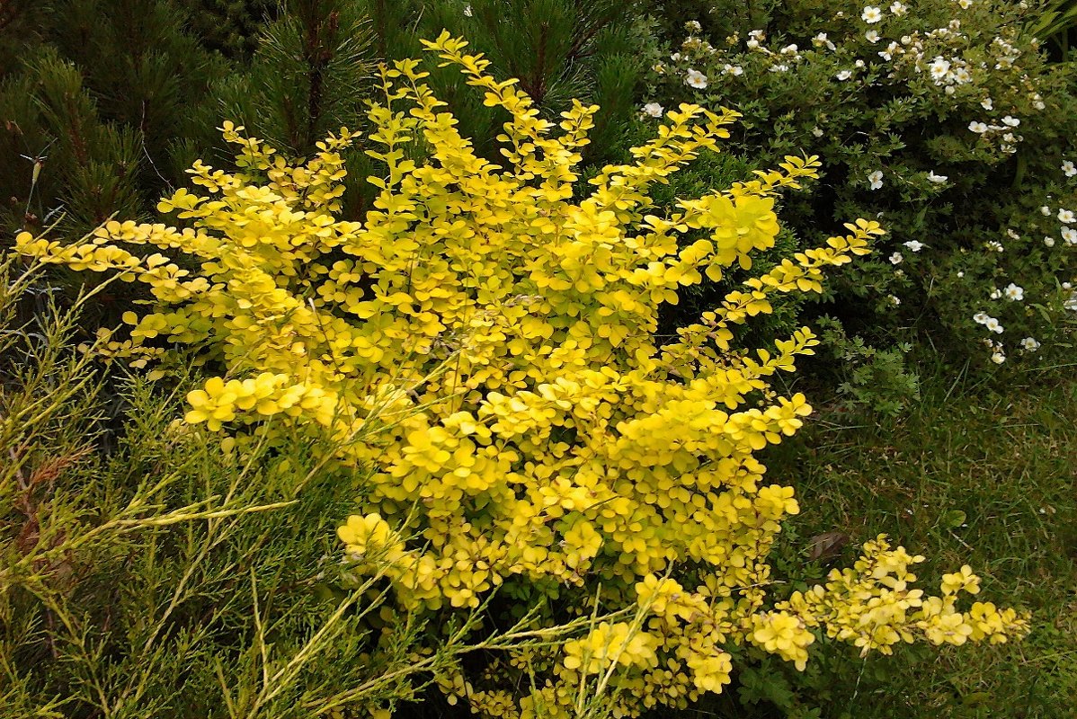 Барбарис Валлиха