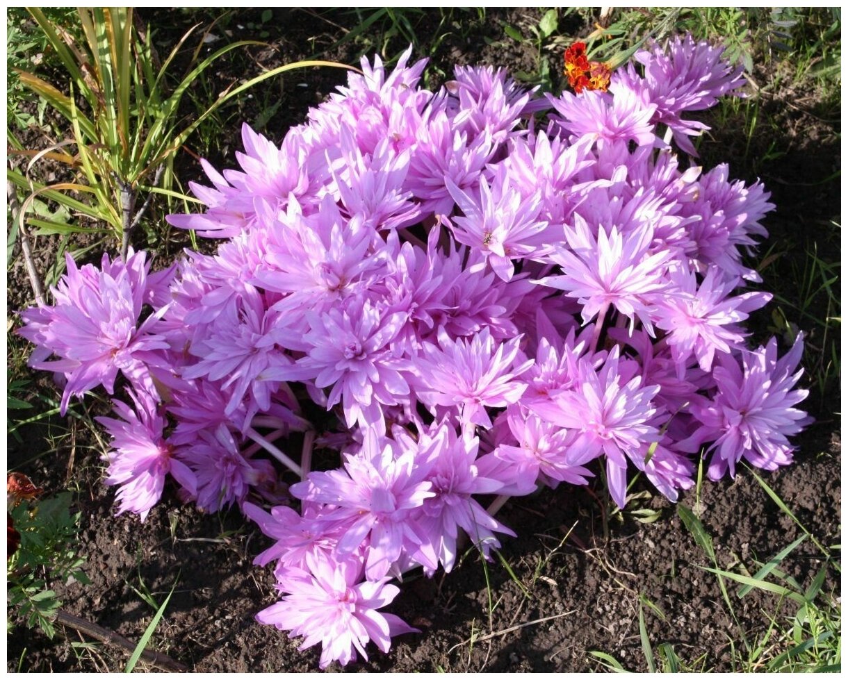 Безвременник великолепный Безвременник великолепный