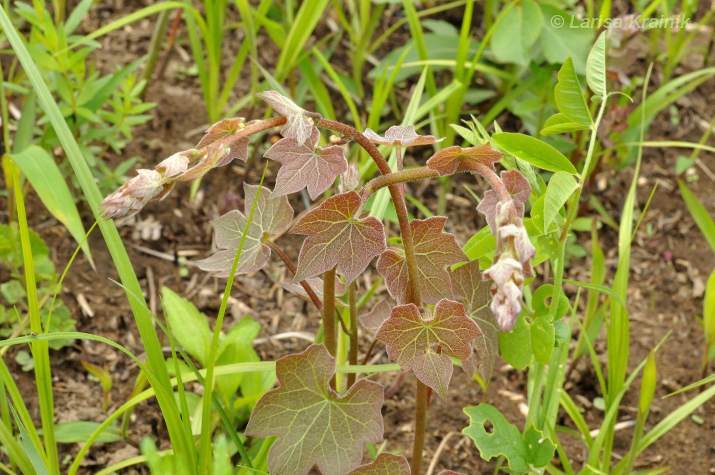 Луносемянник гибридный